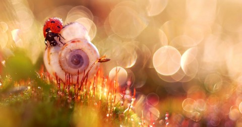 Thế giới cổ tích hiện ra dưới bàn tay của nhiếp ảnh gia người Ba Lan Magda Wasiczek