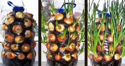 Chỉ với một chai nhựa, bạn sẽ trồng được vườn hành 'sạch' ăn mãi không hết