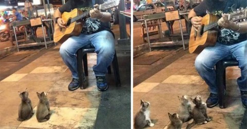 4 chú mèo dễ thương say mê nghe đàn ghita từ người nghệ sĩ