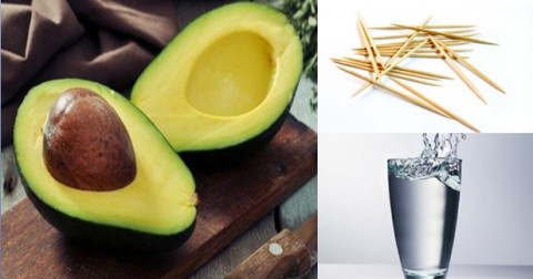 Người nông dân cắm vài chiếc tăm vào hạt bơ, vài tuần sau điều kỳ diệu đã xảy ra