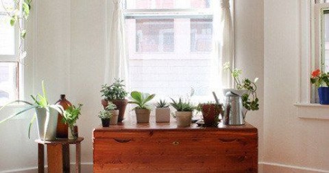 7 Cách trang trí nhà cửa với cây xanh