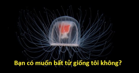 Những khả năng tuyệt vời ở các loài động vật