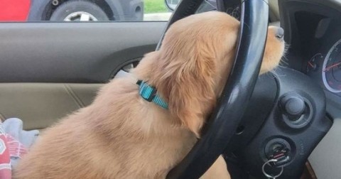 Có thể những chú chó này cần giúp đỡ chăng?