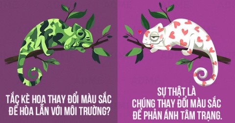 12 nhận thức sai lầm về các loài động vật