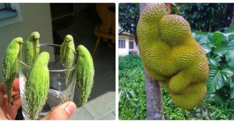 20 loại trái cây và rau củ có hình dạng vô cùng kỳ lạ khiến bạn phải nhìn lại lần thứ hai