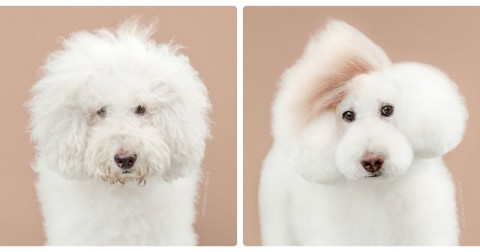Before & after - Khi thú cưng được làm 'đỏm'