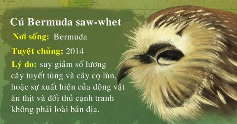 10 loài động vật đã tuyệt chủng trong 10 năm qua