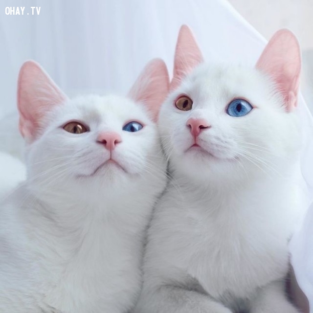 Cặp mèo sinh đôi dễ thương nhất trên Instagram - Hồ Thu Nhã