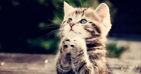 12 lợi ích sức khoẻ khi nuôi Mèo