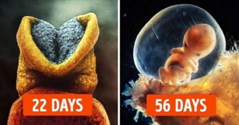 Bạn lớn lên trong bụng Mẹ diễn ra như thế nào?