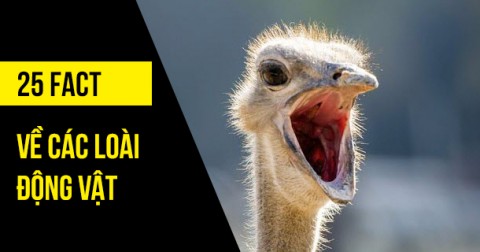 25 sự thật bất ngờ mà bạn chưa biết về động vật