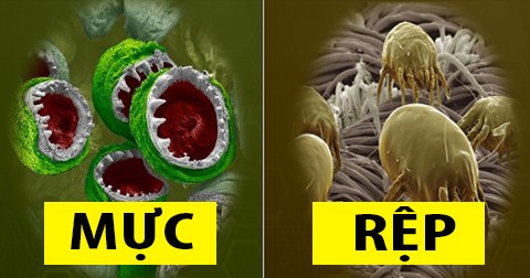 Thế giới nhìn qua kính hiển vi trông như thế nào?