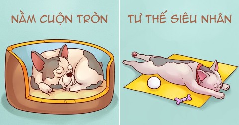 Đoán tính cách cún cưng qua tư thế ngủ yêu thích