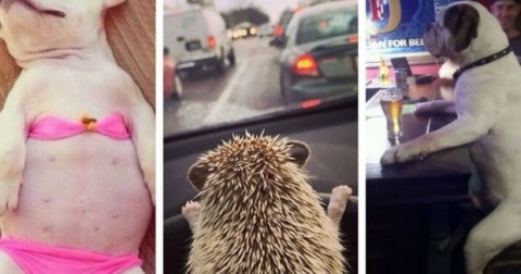 Cười té ngửa với hình ảnh khi con vật làm công việc của con người