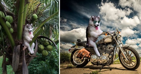 Chú chó bị mắc kẹt trên cây dừa và những biến thể siêu đáng yêu