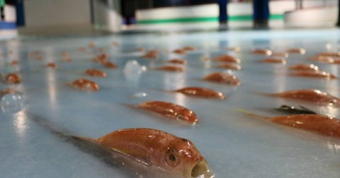 Nhúng 5.000 con cá vào đường băng, sự kiện gây phẫn nộ tại Nhật Bản