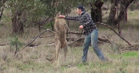 Tại sao người đàn ông này đấm vào mặt chú Kangaroo?