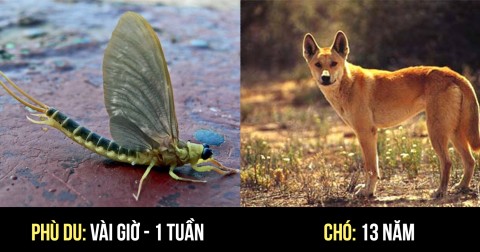 Tuổi thọ trung bình của các loài vật khi sống ngoài tự nhiên - Phần 1.