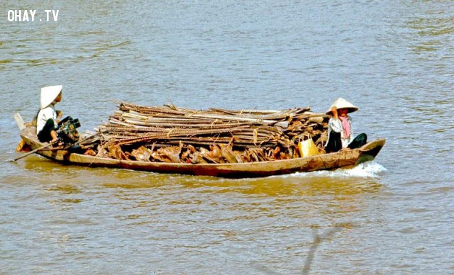 Chở củi dừa trên kinh Chợ Gạo năm 1969 Chở củi dừa trên kinh Chợ Gạo năm 1969,Bến Tre xưa,Xứ dừa,hình xưa,ảnh cổ,ảnh lịch sử