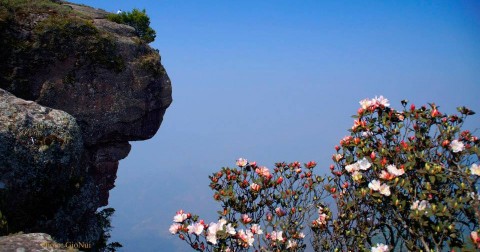Hoa Đỗ Quyên trên đỉnh Pha Luông