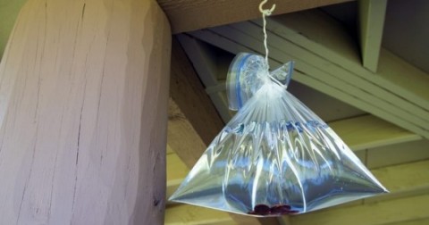 Vì sao túi nilon trắng đựng nước lại đuổi được ruồi?