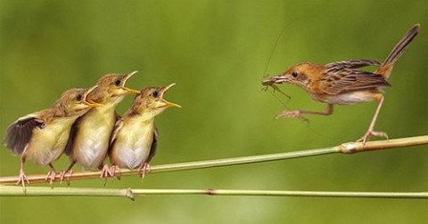 Vì sao chim chưa mở mắt mà vẫn đớp trúng mồi?