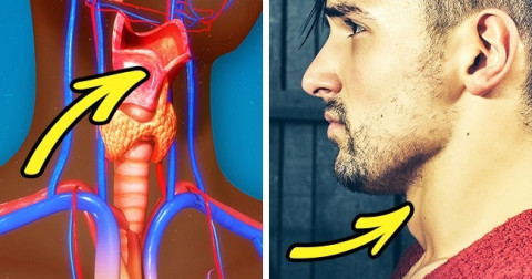 8 sự thật về cơ thể nam giới không phải ai cũng biết, kể cả chính họ.