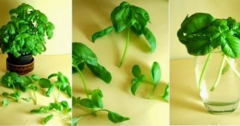 8 loại rau bạn có thể trồng từ những phần bỏ đi