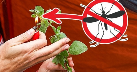 Những mẹo vặt sẽ cứu sống bạn trong những tình huống nguy kịch
