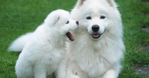 Bí quyết nuôi và chăm sóc chó đến khi trưởng thành để chó sống lâu