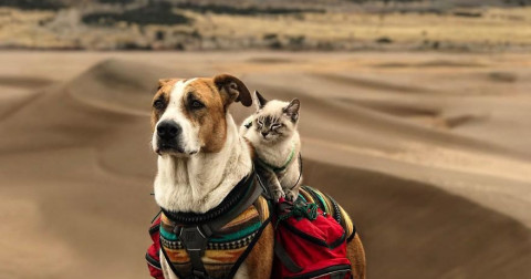 Cùng ngắm bộ ảnh siêu đáng yêu 'Khi chó mèo đi du lịch cùng nhau'