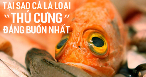 Tại sao cá là loại 'thú cưng' đáng buồn nhất