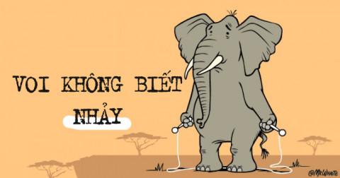 10 sự thật thú vị về loài voi có thể bạn chưa biết