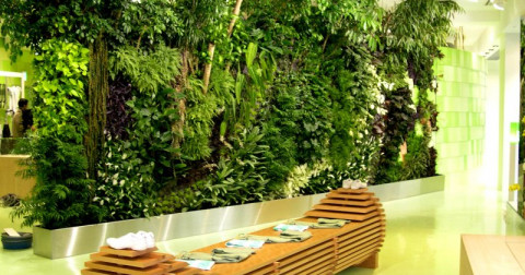 Top 10 loại cây đẹp thường sử dụng cho vườn trên tường