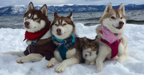 Nghĩ mình là chó Husky sau khi được cứu, chú mèo này đã có tấm ảnh triệu like