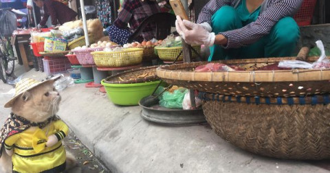 Gặp chú mèo Việt Nam nổi như cồn trên cộng đồng yêu mèo thế giới