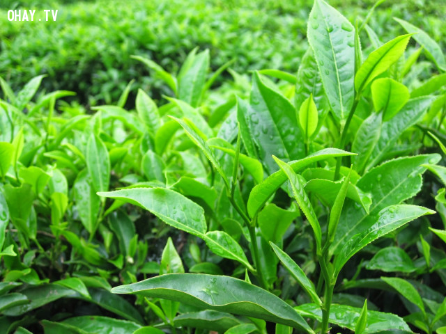 Chè xanh - ' Thầy thuốc' chữa hôi miệng nhanh chóng Chè xanh - ' Thầy thuốc' chữa hôi miệng nhanh chóng,
