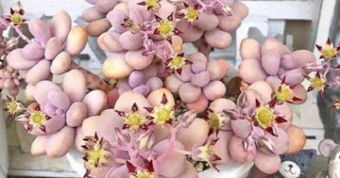 Lavender Pebbles mini “xinh xắn” đang khiến các bạn trẻ yêu thích phát cuồng