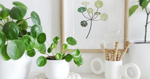 Mách bạn cách sở hữu cả vườn hoa chỉ với một chiếc lá
