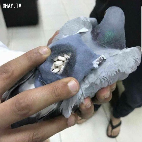 Dùng chim bồ câu vận chuyển thuốc lắc