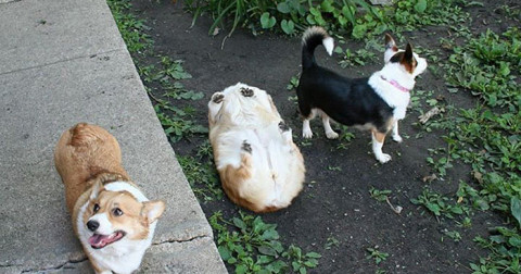 50 bức hình về giống chó Corgi giải thích vì sao Nữ hoàng Anh lại yêu quý chúng đến thế