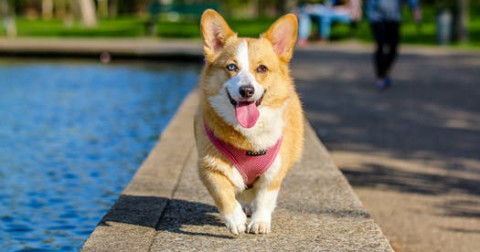 Hàng trăm chú chó Corgi đổ bộ xuống bãi biển ở San Francisco