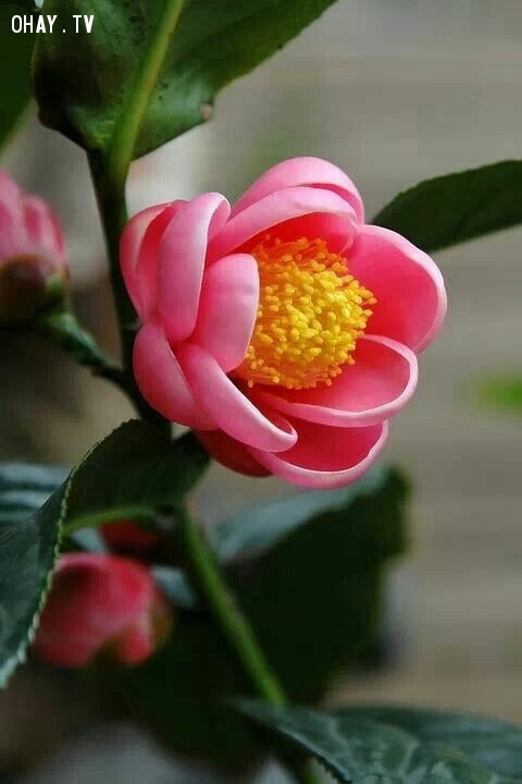 5. Hải đường-Hải đường Việt Nam-Camellia amplexicaulis 5. Hải đường-Hải đường Việt Nam-Camellia amplexicaulis,