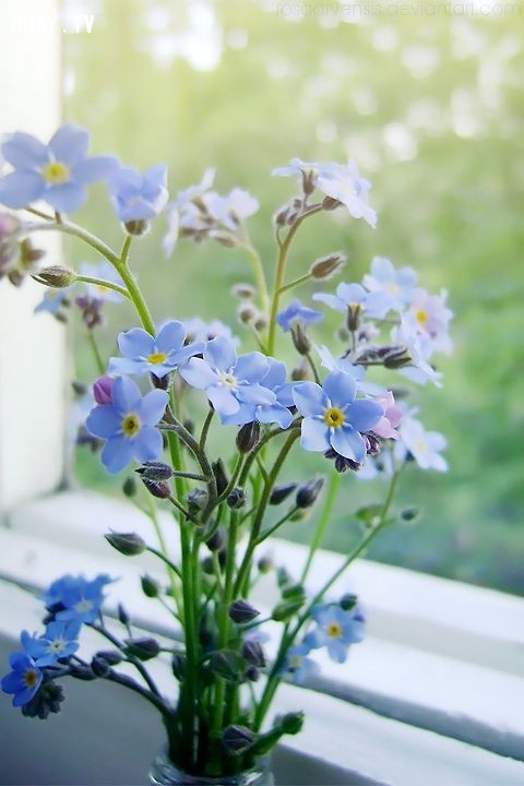 2. Hoa Lưu Ly-Forget Me Not 2. Hoa Lưu Ly-Forget Me Not,