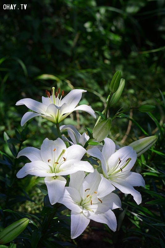 1. Hoa Bách Hợp-Hoa Loa Kèn- Lily 1. Hoa Bách Hợp-Hoa Loa Kèn- Lily,