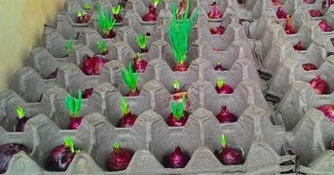 Có thể bạn chưa biết: Trồng hành trong vỉ trứng không cần đất