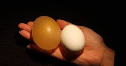 Điều gì nếu chúng ta cho một quả trứng vào một cốc giấm trắng