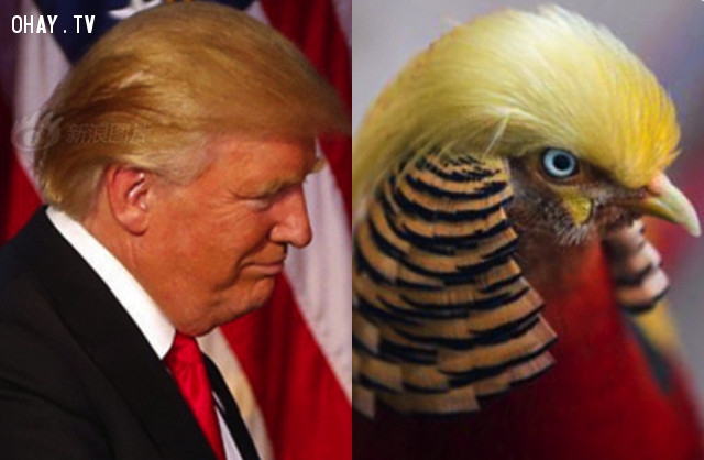 Chim trĩ hút khách du lịch nhờ “mái tóc” giống hệt Donald Trump