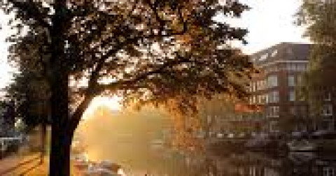 Vận dụng Thuyết Âm Dương của Thực Vật trong Thuật Phong Thuỷ