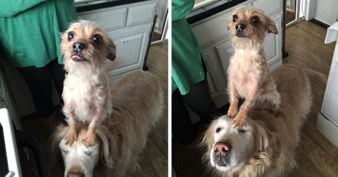 Cười đau bụng với chùm ảnh thèm ăn của dog
